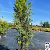 Thuja occidentalis 'Bodmeri' - Harilik elupuu 'Bodmeri' C10/10L